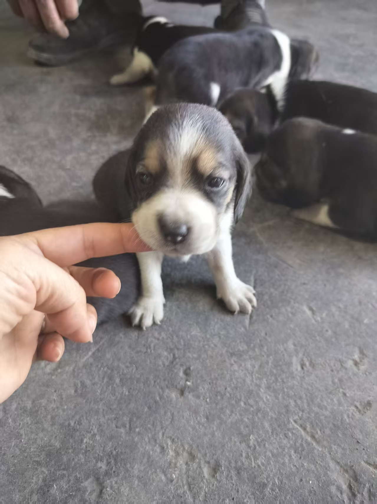 自家比格犬生的小奶狗，黑白相间，毛色漂亮，小脸圆圆的特别可爱。